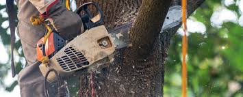 Erlanger, KY Tree Care Company