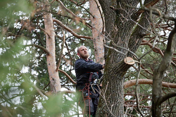 How Our Tree Care Process Works  in  Erlanger, KY